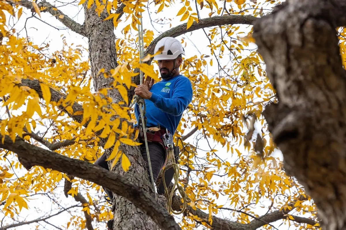Skilled Tree Trimming crew working in South Haven